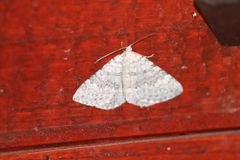 Scotopteryx
