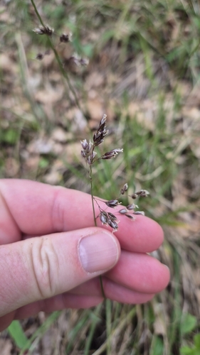 Anthoxanthum australe (Anthoxanthum australe)