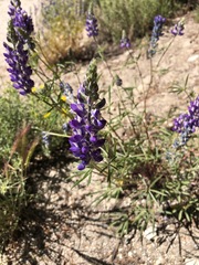 Lupinus pratensis