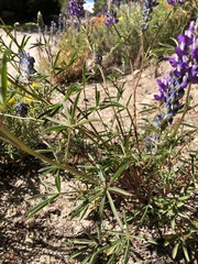 Lupinus pratensis