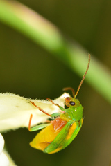 Diabrotica porracea