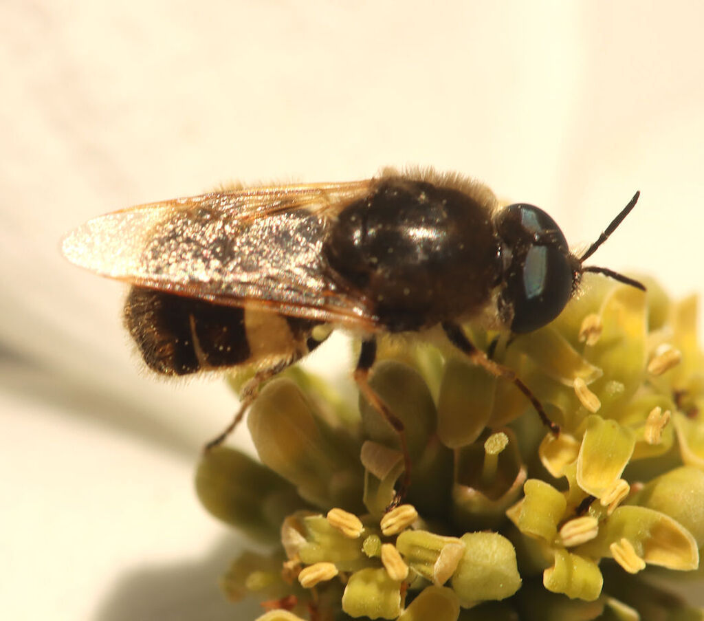 Psellidotus annamariae