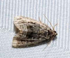 Protodeltote muscosula