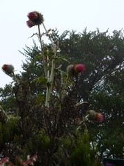 Cirsium subcoriaceum
