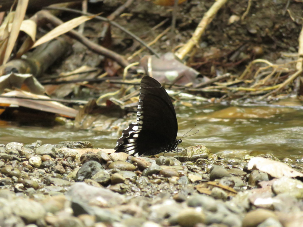 Jordan's Mormon (Papilio jordani)