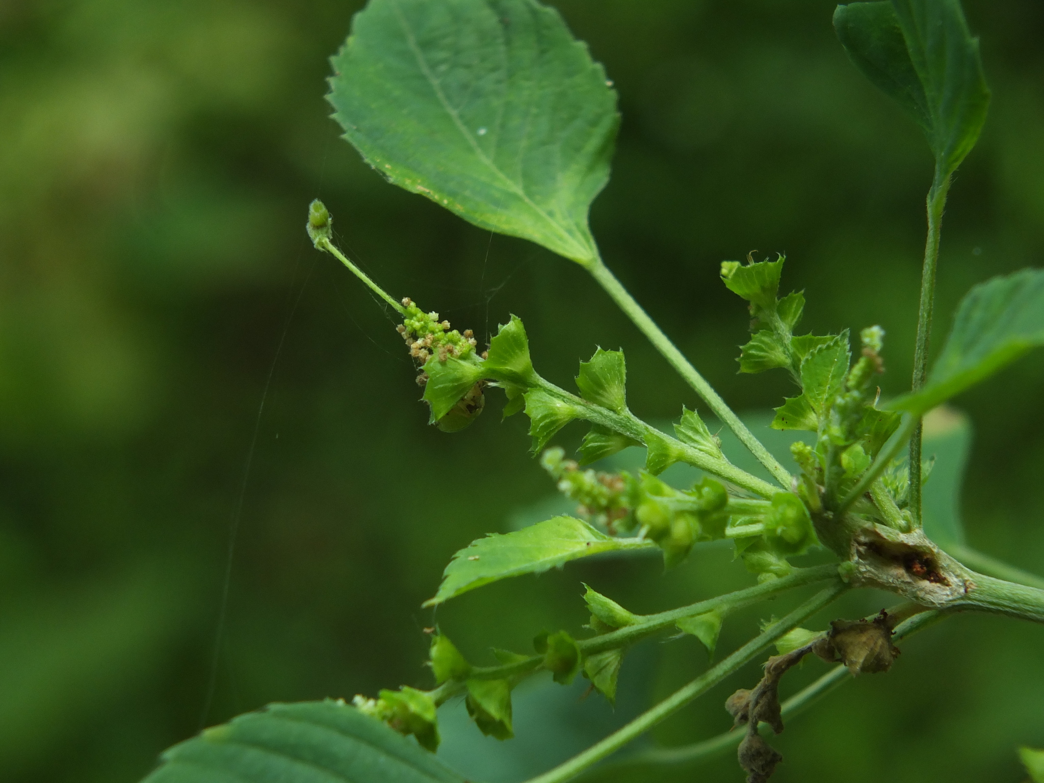 Acalypha indica