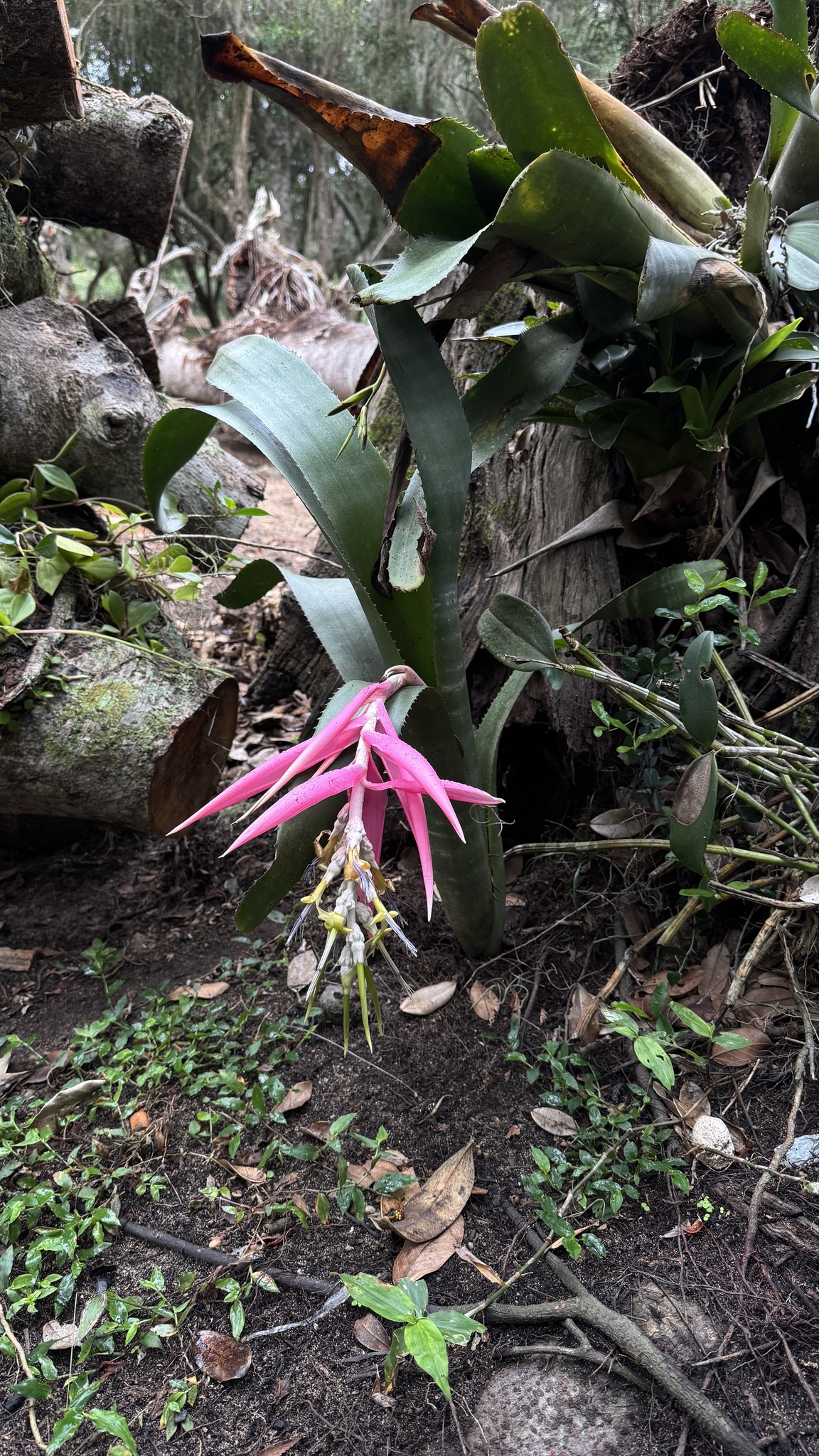 Imagem de Bilbergia-zebrina