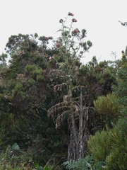 Cirsium subcoriaceum