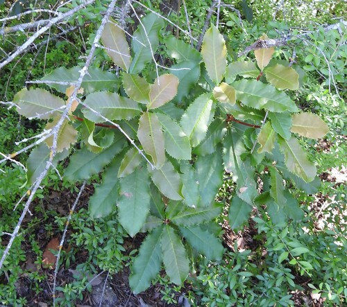 Image of Chinese Photinia (Photinia serratifolia) by (c) saltyhiker, some rights reserved (CC BY)