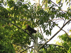 Macaca hecki