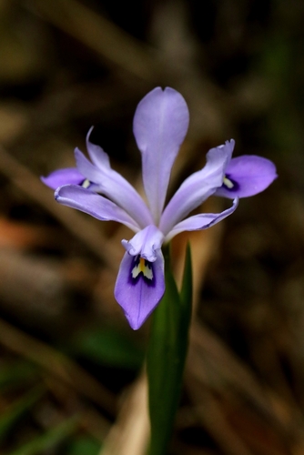 Image of Iris speculatrix by no rights reserved
