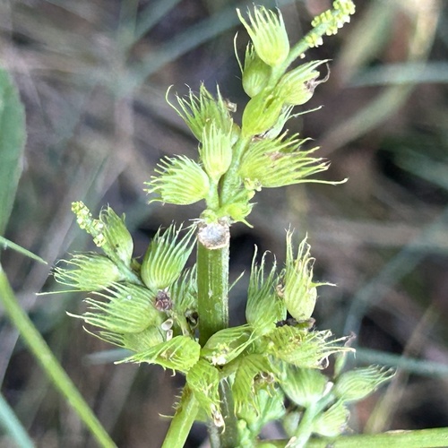 fringed acalypha (Acalypha ciliata)
