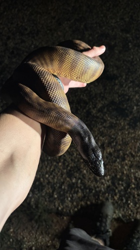 Black-headed Python sighting