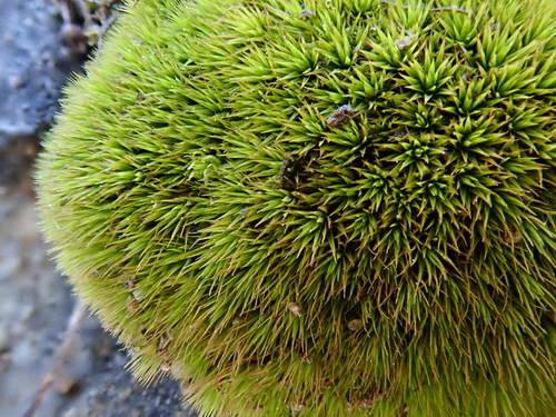 Rabbit Moss (Cheilothela chloropus)
