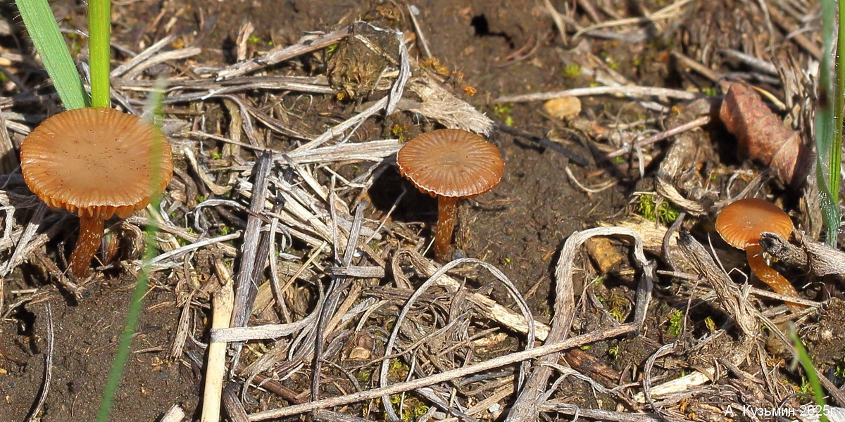 Гриб Deconica montana