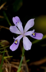Speculatrix Iris (Iris speculatrix)