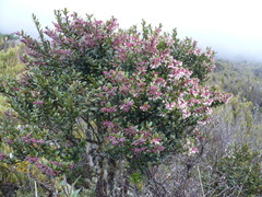 Vaccinium consanguineum