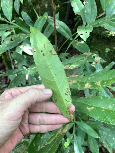 Image of Harpullia rhyticarpa by (c) 呂一起(Lu i-chi), some rights reserved (CC BY)