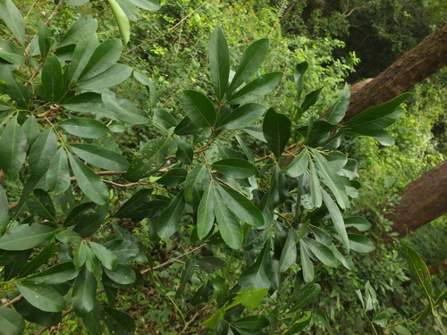 Image of Aglaia elaeagnoidea by (c) Siddarth Machado, some rights reserved (CC BY)
