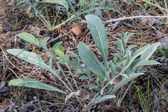 Psephellus sibiricus