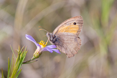 Hyponephele lycaon