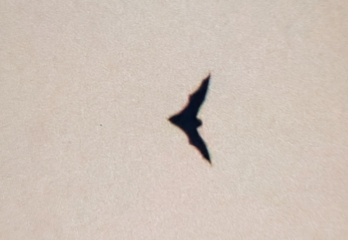 Aeorestes semotus observed 2025-04-08