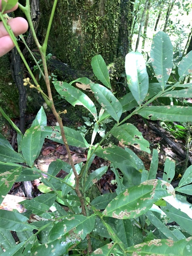 Image of Harpullia rhyticarpa by (c) 呂一起(Lu i-chi), some rights reserved (CC BY)