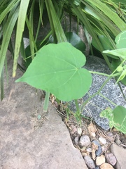 Abutilon theophrasti