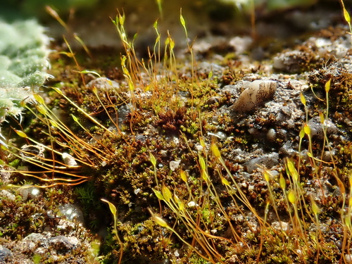 Beric Beard-moss (Leptobarbula berica)
