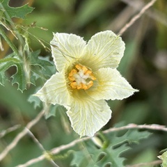 Momordica balsamina