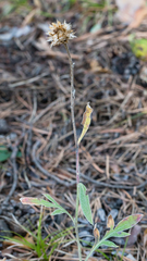 Psephellus sibiricus