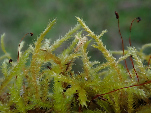 Indian Feather-moss (Rhynchostegium megapolitanum)