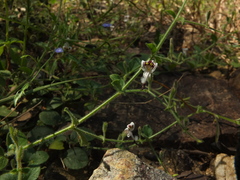 Andrographis rothii