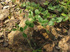 Andrographis rothii