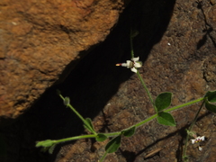 Andrographis rothii