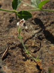 Andrographis rothii