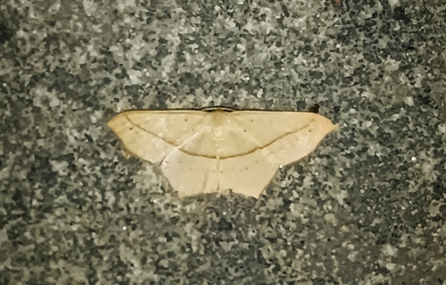 Traminda mundissima