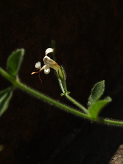 Andrographis rothii