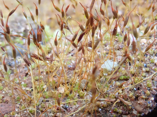Wedge-leaved Screw-moss (Tortula cuneifolia)