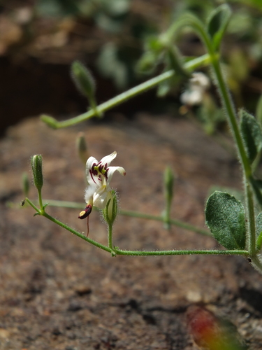 Andrographis rothii · iNaturalist