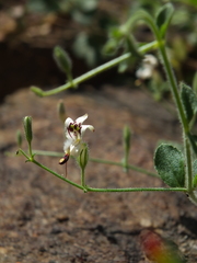 Andrographis rothii