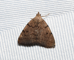 Zanclognatha dentata