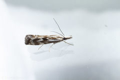Catoptria oregonicus