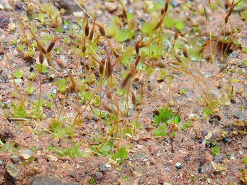 Image of Tortula cuneifolia by (c) Christian Berg, some rights reserved (CC BY)