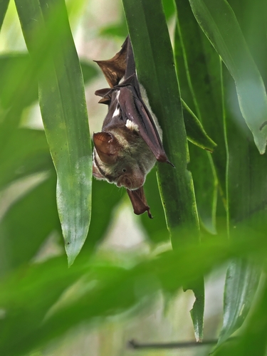 Hipposideros diadema