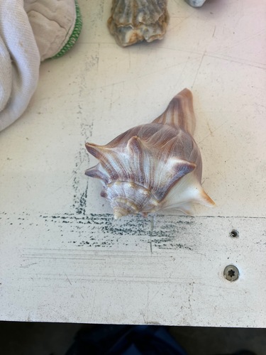 Kiener's whelk