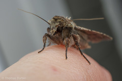 Abagrotis scopeops
