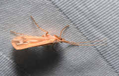 Limnephilus ornatus
