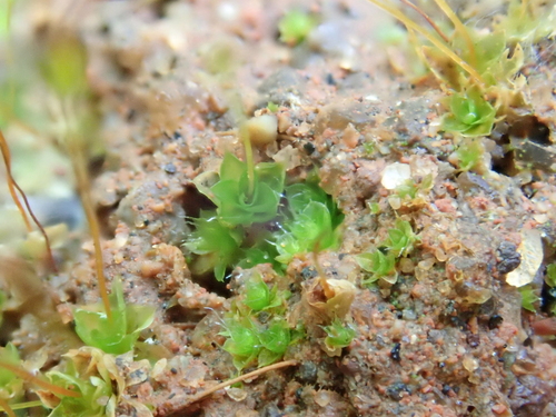 Image of Tortula cuneifolia by (c) Christian Berg, some rights reserved (CC BY)