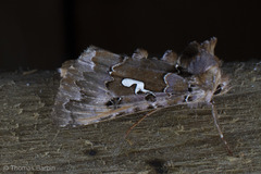 Autographa corusca